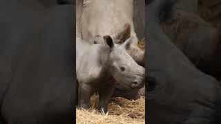 Rare baby southern white rhino has just been born at Knowsley Safari  The Guide Liverpool [upl. by Adnot447]