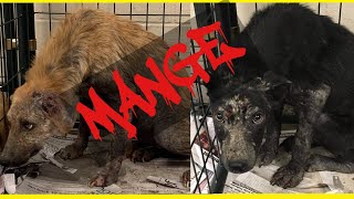 Types of dog mangewhat is mange in dogs  Demodectic sarcoptic [upl. by Airamana]