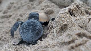 Cómo salvar a las tortugas marinas [upl. by Ormand637]