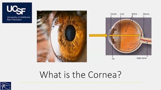 Bringing Clarity to the Cornea Dry Eye Disease and Surgeries of the Cornea [upl. by Aliek]