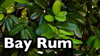 All About Bay Rum Pimenta racemosa [upl. by Drye]