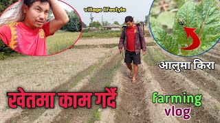 खेतबारीमा कामगर्दै ❤️ farming vlog in village  आलुमा किरा लागेर 😈 [upl. by Ellehcsor]