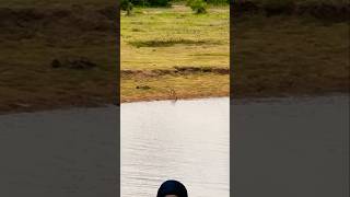 Crocodile hunting deer 😱 wildlife shortsfeed viralvideo [upl. by Letizia581]