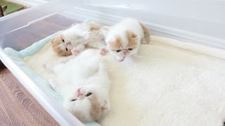 Exotic Shorthair Kittens Waving Hello at 3 Weeks Old [upl. by Goldenberg152]