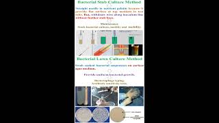 Different between Bacterial Stab and Lawn Culture Methods geneticteacher [upl. by Notecnirp615]