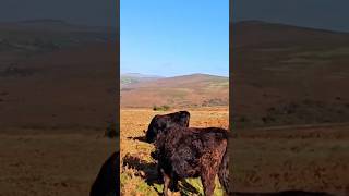 Dartmoors Expansive Views dartmoor visitdevon devonlife autumn slowed [upl. by Refinnaj]