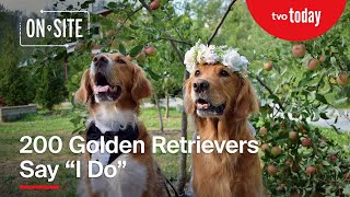 Two Hundred Golden Retrievers Say quotI Doquot  ONsite [upl. by Aicineohp439]