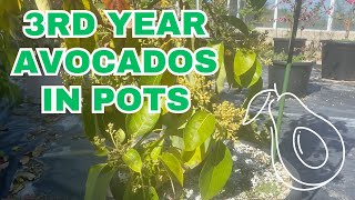 Growing avocados longterm in containers [upl. by Uzzi]