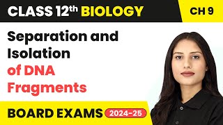 Separation and Isolation of DNA Fragments  Class 12 Biology Chapter 9  CBSE 202425 [upl. by Ennovahs]