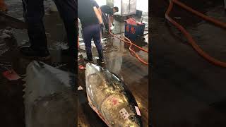 Precision cutting of MonsterSized Bluefin Tuna [upl. by Mccandless507]