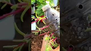 Recycle plastic bottle use for planting portulaca flower so beautiful portulaca bonsai garden [upl. by Almeeta760]