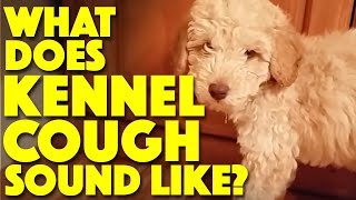 What does Kennel Cough sound like [upl. by Adnimra]