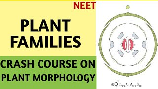 NCERTCrash CourseClass 11Morphology Of Flowering PlantsPlant FamiliesPart4NEET2019Biology [upl. by Waldner]