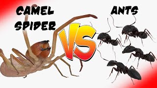 Arachnid Assault The Ant Colony Siege Epic Bug Battle [upl. by Larrabee]