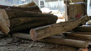 The process of sawing wood and cutting wood [upl. by Fabiola]