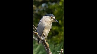 Black Crowned Knight Heron [upl. by Coady]