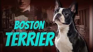 El BOSTON TERRIER Guía COMPLETA TODO lo que NECESITAS Saber [upl. by Eidorb967]