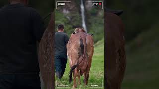 🔴 GYR Lechero ✅ VACAS LECHERAS  Datos De La Raza Bovina  Gir Leitero vacas toros Gyr [upl. by Watt71]