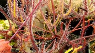 Drosera binata  The ForkedLeaf Sundew Carnivorous Plant [upl. by Dorison]