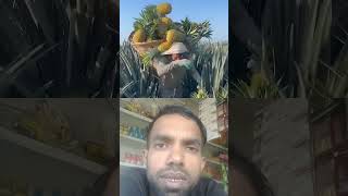 Pineapple harvesting। sunflowercollab fruit agriculture fruitfarming amazingRitunkakheti [upl. by Stine]