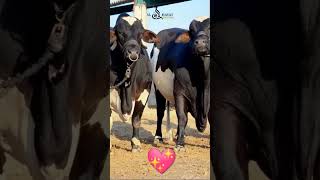 ABLAK BEAUTY 💖 cow haiderhaiderrecords sohrabgothcowmandi bull ytshorts ytshortsvideo [upl. by Eineeuq]