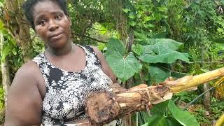 DIONNE BLAKE THE FAMOUS DONKEY LADY SPEAKS PASSIONATELY ABOUT FARMING amp SOME CHALLENGES SHE FACES [upl. by Kotz713]