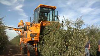 Olive harvest [upl. by Hector965]