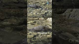 Unbelievable Platypus Facts EggLaying Mammal with Electroreception [upl. by Brucie]