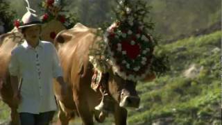 Almabtrieb Zillertal Tirol  Österreich 🐮 [upl. by Fillender]