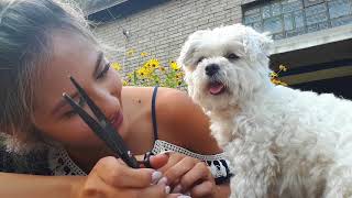 Hundehaar selber schneiden So gehts  Grooming  tutorial  ByIri [upl. by Leeland]