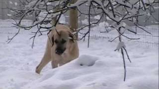 Anatolian Shepherd Dogs in California [upl. by Aneled926]