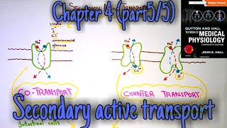 GCSE Biology Revision quotActive Transportquot [upl. by Ekaterina]