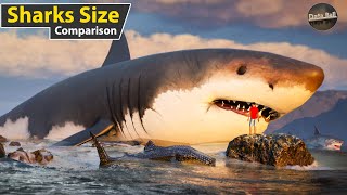 Sharks Size Comparison in water  world smallest to longest shark size [upl. by Oirazan]