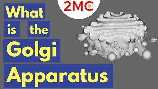 The Golgi Apparatus Structure and Function  The Endomembrane System [upl. by Antrim]