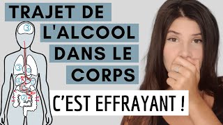 TRAJET DE lALCOOL DANS LE CORPS  cest effrayant [upl. by Myriam233]