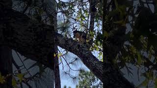 Fox squirrel floridawildlife squirreleating squirrelwatching [upl. by Nevah200]