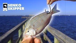 Pier Fishing The EASIEST Way to Catch Big Fish from the Pier [upl. by Abbottson]