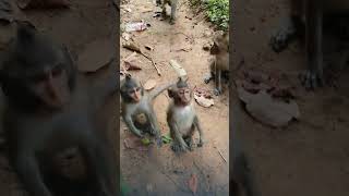 Wildlife monkey in Mohanokor troop AFO448 animalfarmofficial shortsvideo [upl. by Mcculloch195]