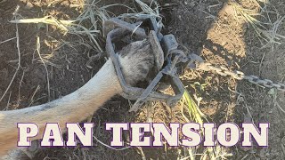 How To Set Pan Tension On Dogless Traps The Easy Way [upl. by Doner]