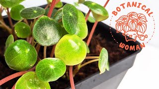 Peperomia Leaf Propagation  Semi Hydro Propagation Update [upl. by Macdougall]