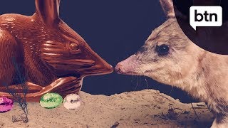 Easter Bilbies  Behind the News [upl. by Jamnes370]