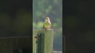 House Wren Singing nature birdwatching naturelovers wildlife birds wren [upl. by Atirabrab]