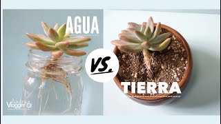 Como Reproducir suculentas en Agua y Tierra  VLOG DIY [upl. by Yelekalb]