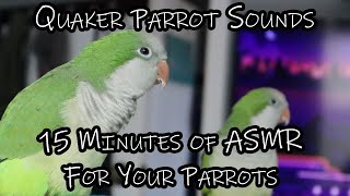 Quaker Parrot TV  Sounds for Your Quaker Parrots  ASMR for Your Parrot [upl. by Htebazie601]