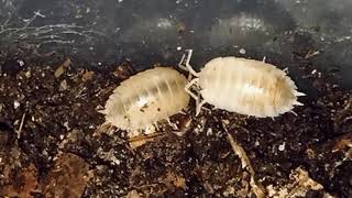 TUTORIAL HOE moet je PISSEBEDDENISOPODS HOUDEN  INFO amp FUNFACTS [upl. by Gefen]