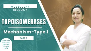 Topoisomerases  Mechanism of Type I Topoisomerases  CSIRNETJRF  Molecular Biology [upl. by Akamahs845]