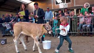 Bijzondere wedstrijd kinderen pronken met kalfjes [upl. by Jeavons]