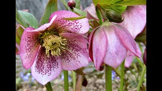 Морозник2 Helleborus1 Garden flowers155 Декоративные растения [upl. by Atnauqahs]