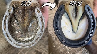 SUPER COB  HOOF RESTORATION [upl. by Mountford814]