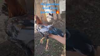 My gamefowl breed from puerto rico🔥 [upl. by Siari]